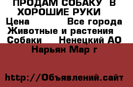 ПРОДАМ СОБАКУ  В ХОРОШИЕ РУКИ  › Цена ­ 4 000 - Все города Животные и растения » Собаки   . Ненецкий АО,Нарьян-Мар г.